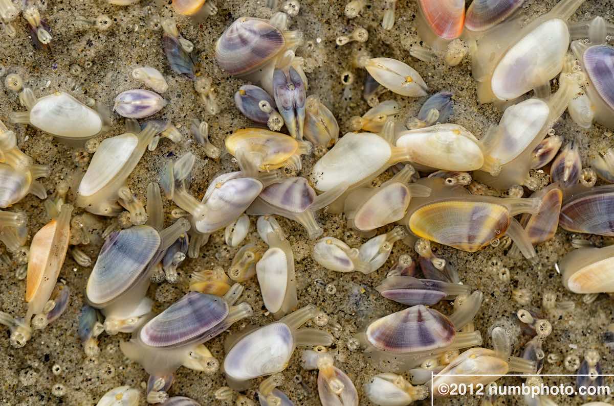 What’s the Difference Between Clams, Mussels and Oysters? Ocean