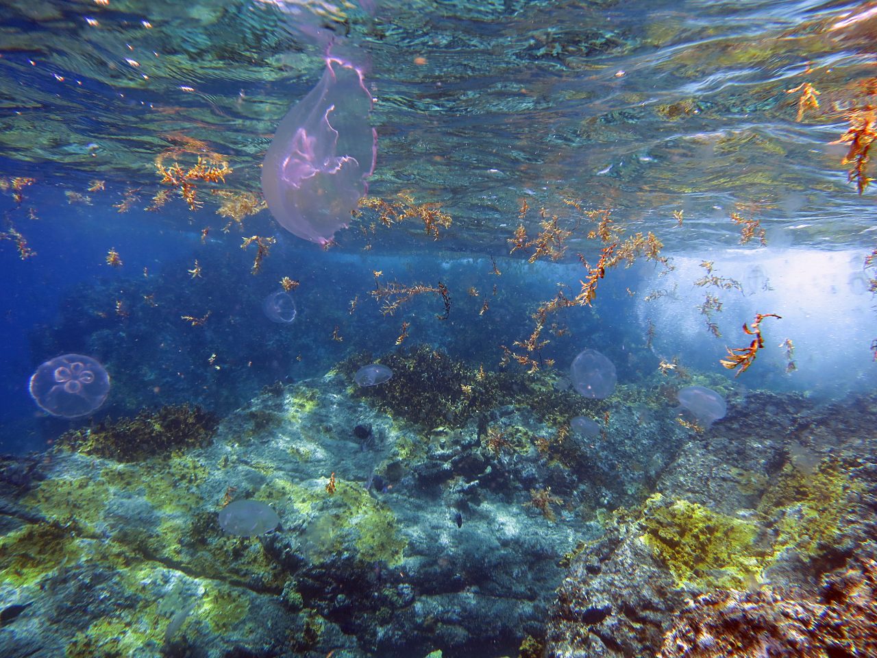 Caroline Rogers Sargassum