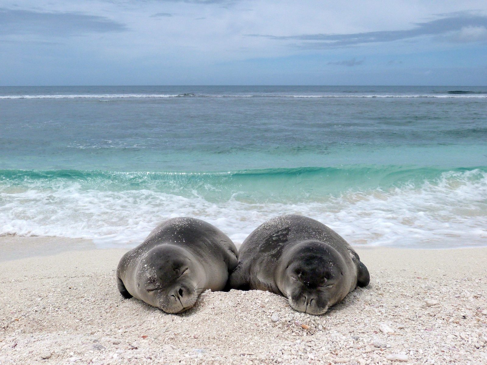 French Frigate Shoals Hawaii NOAA:PIFSC:HMSRP Monk Seals