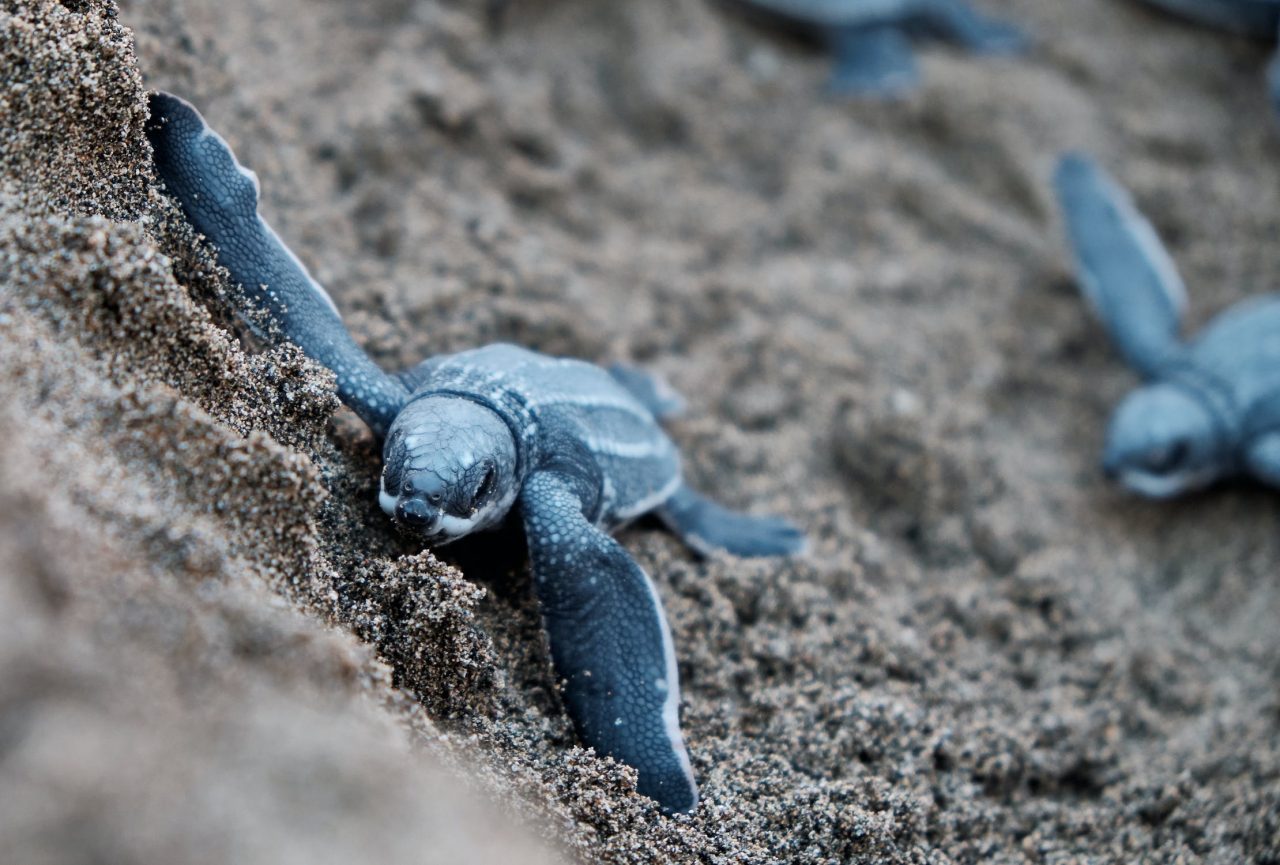 Jolo Diaz Leatherback hatchlings