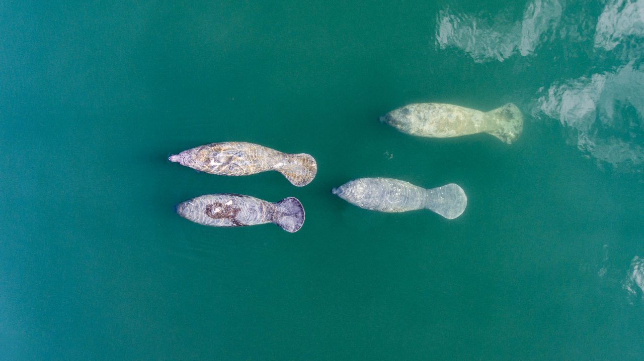 Manatee, critters, drone, islamorada, money shot