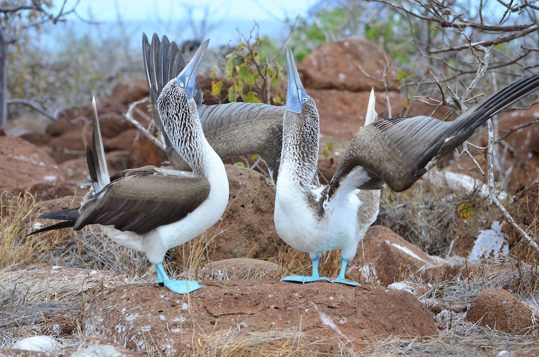 Do Ocean Animals Dance? - Ocean Conservancy