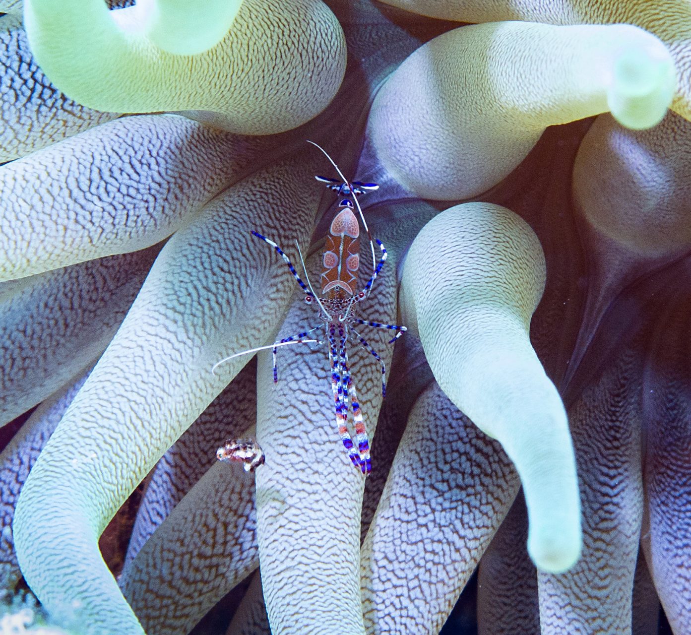 Spotted Cleaner Shrimp in Curacao
