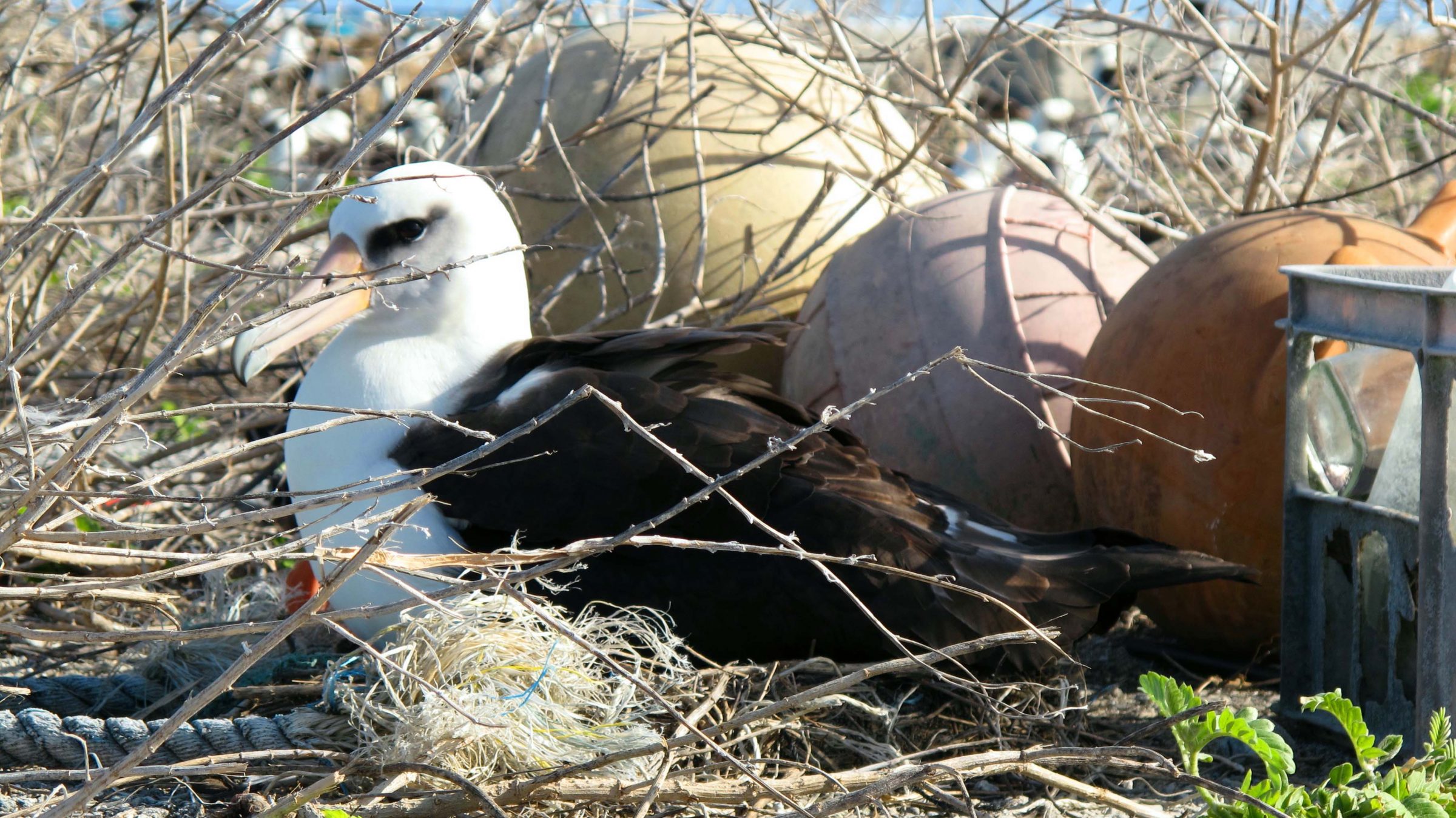 albatross_midway
