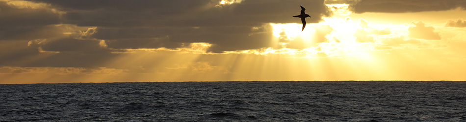 Sunset with albatross