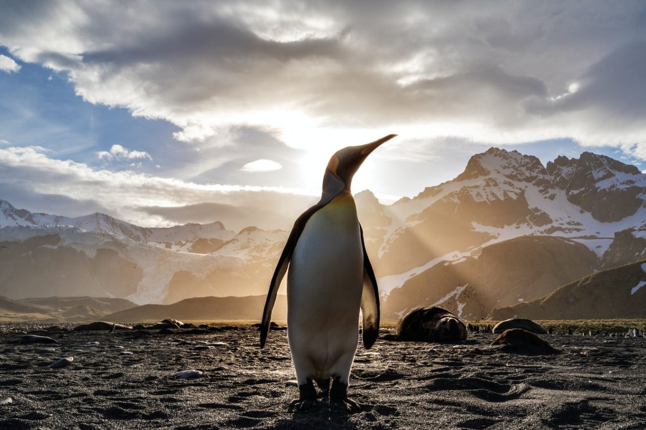 king penguin Ian Parker penguin south georgia and south sandwich islands