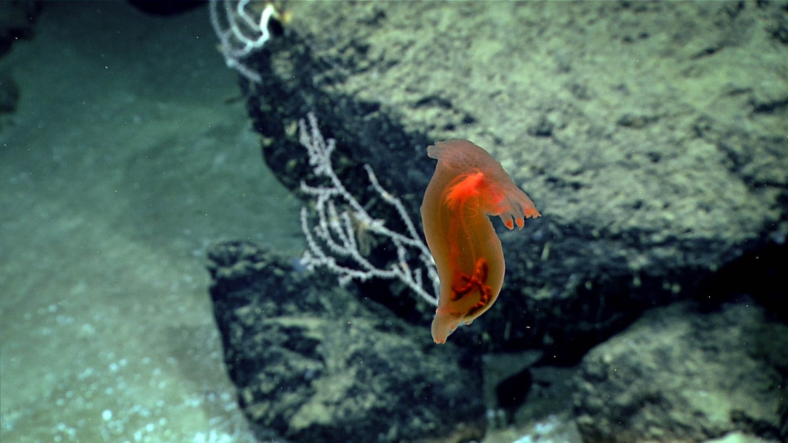 sea cucumber 4.25