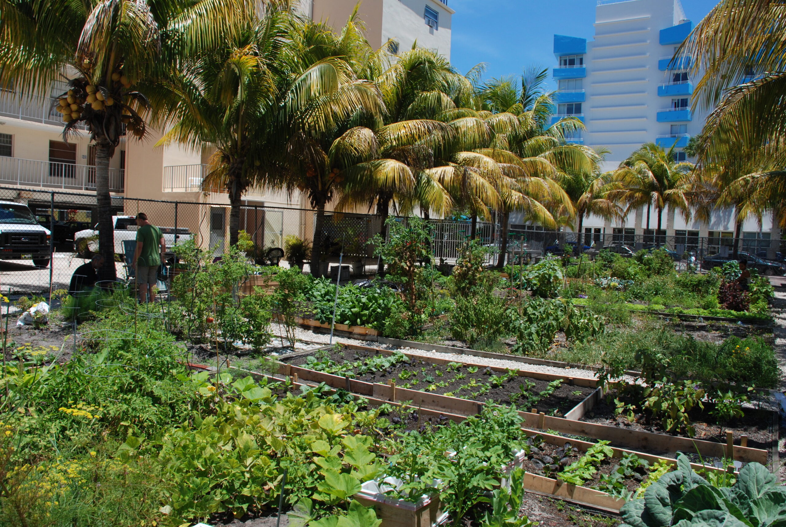 2009_SouthBeach_community_garden_Miami_3516803613
