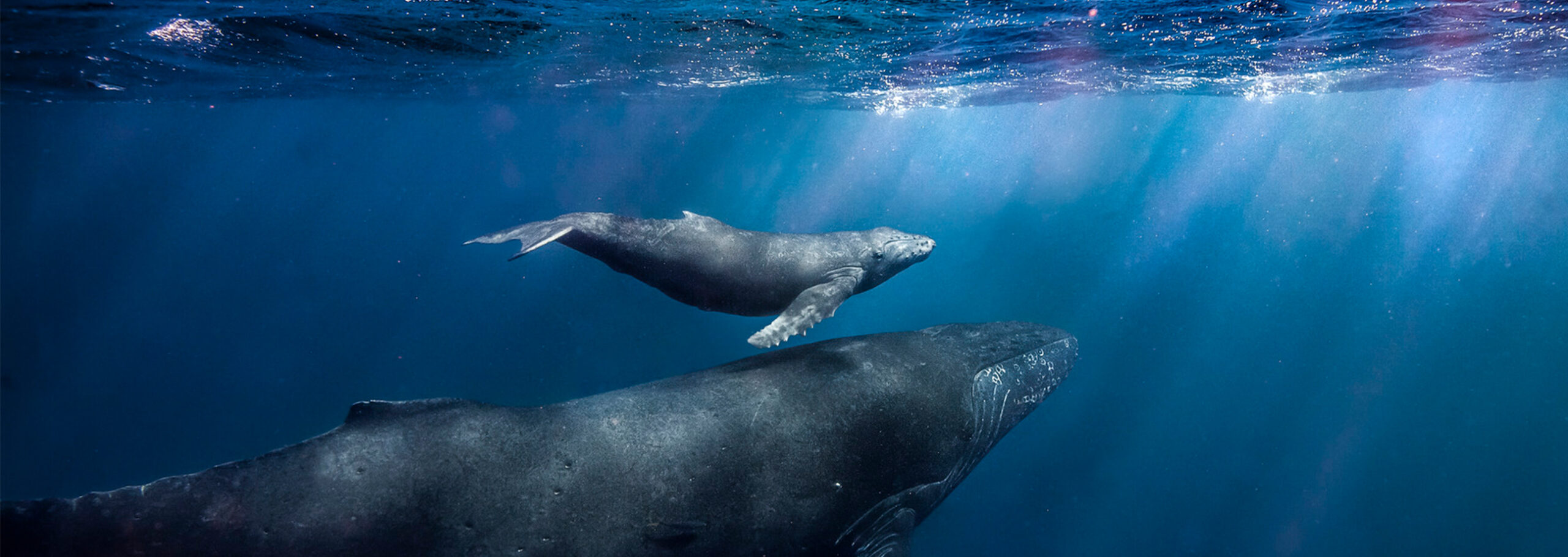 two whales, mother and calf swimming near the surface