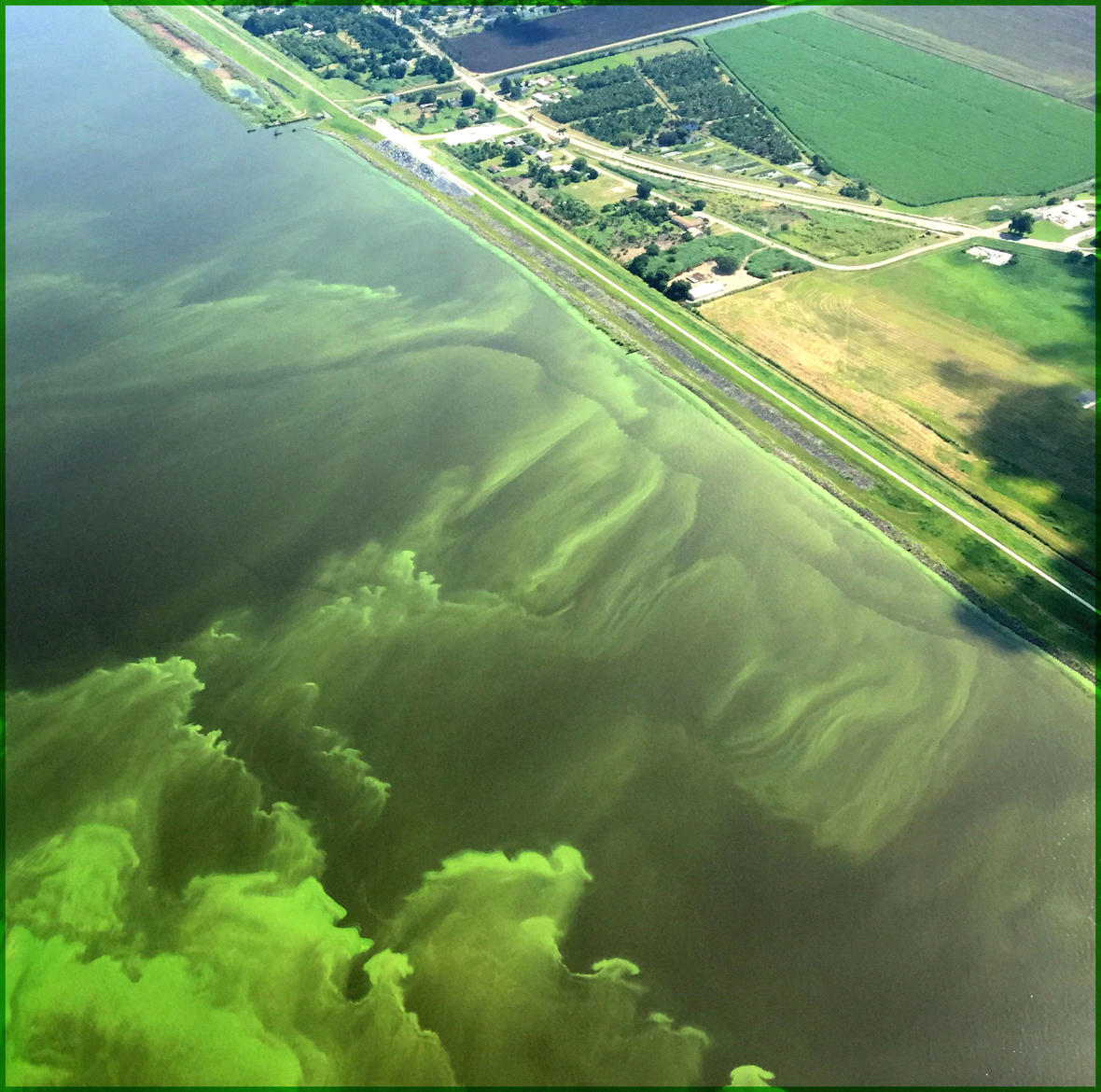Lake_Okeechobee_algal-bloom_Nicholas Aumen, USGS