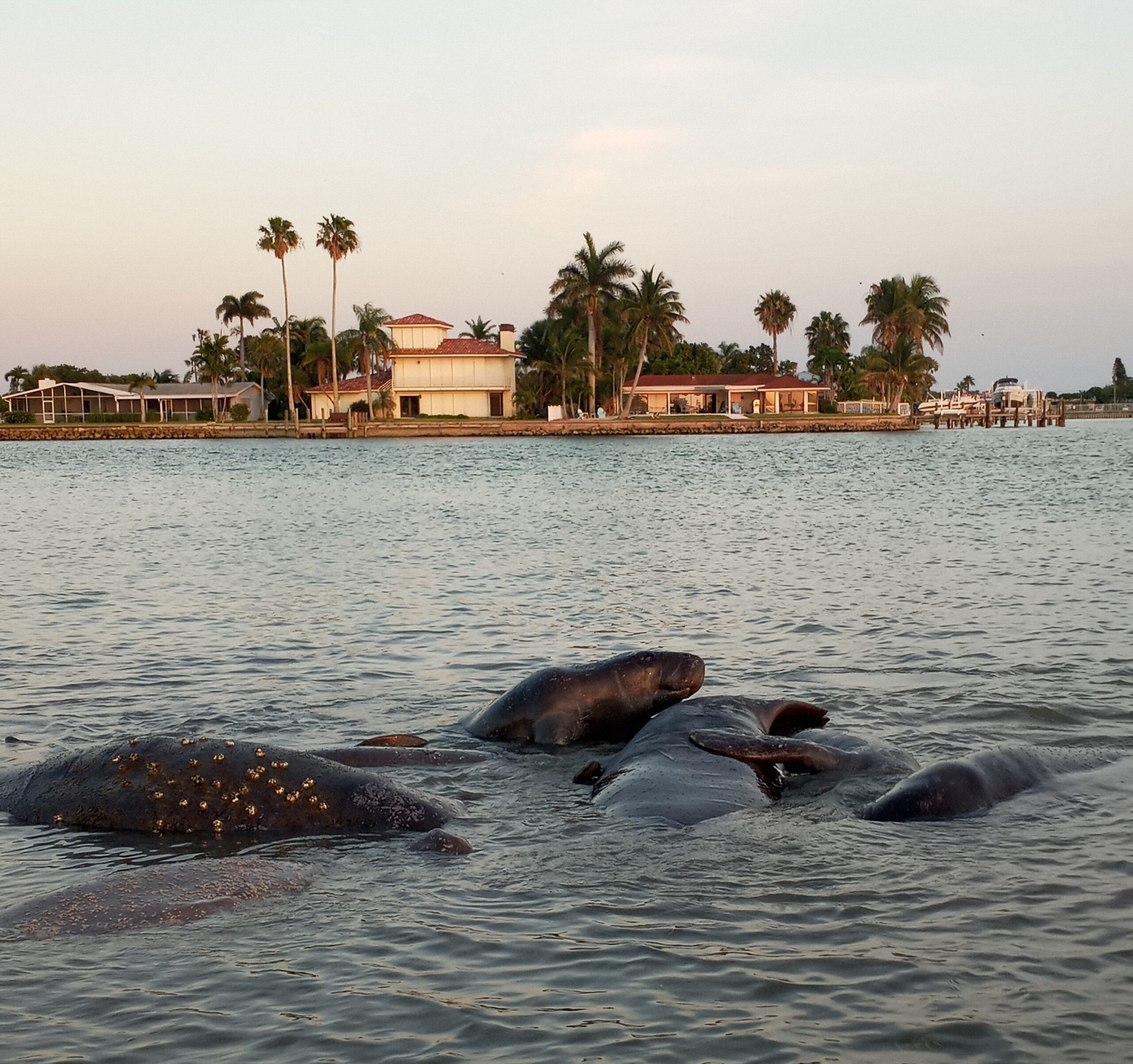 Manatees