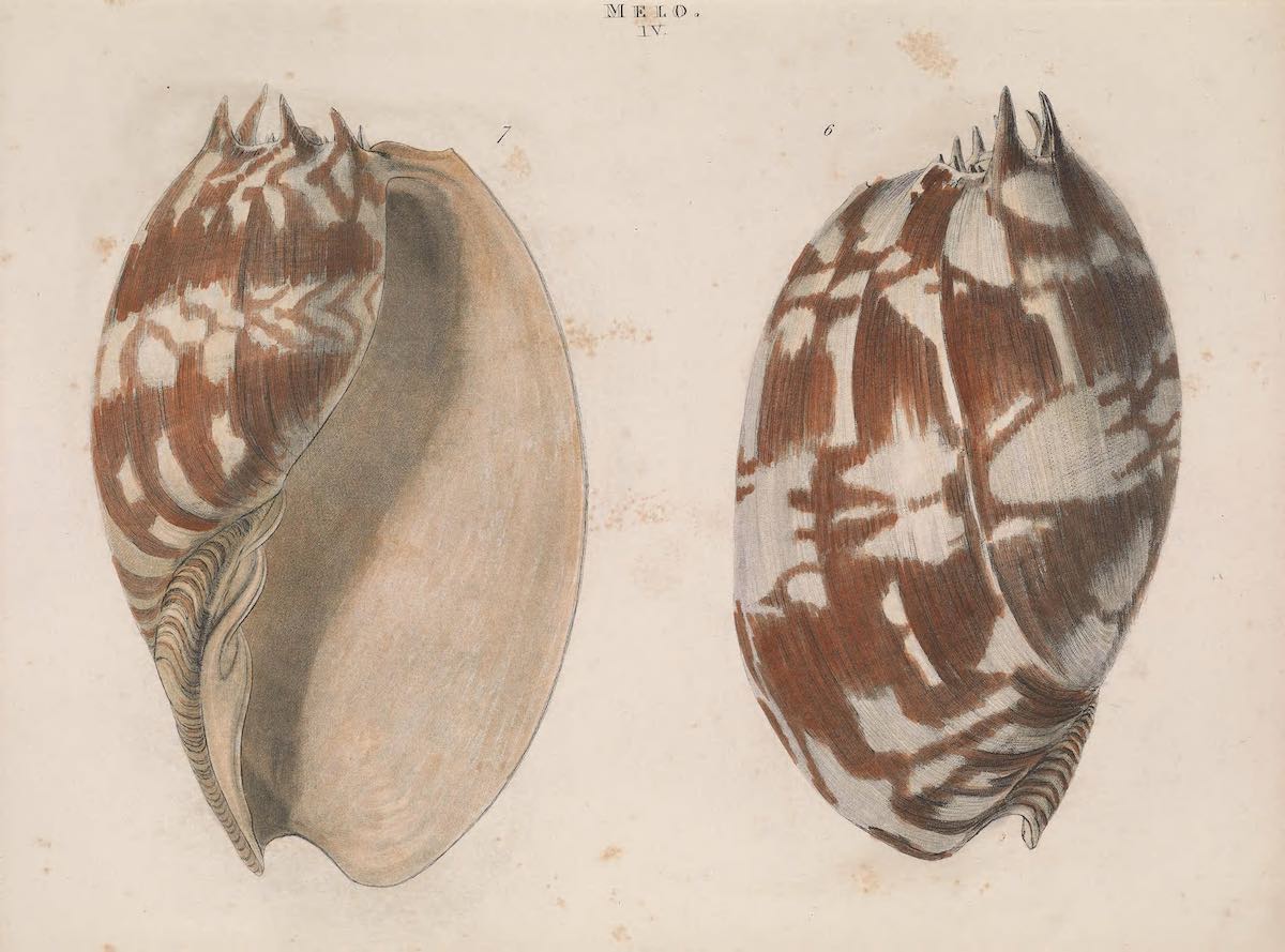 12 Incredible Historical Illustrations of Shells - Ocean