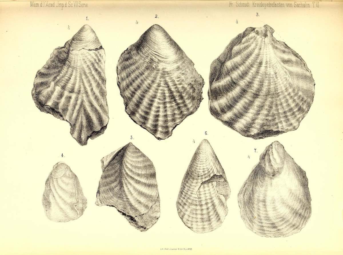 12 Incredible Historical Illustrations of Shells - Ocean