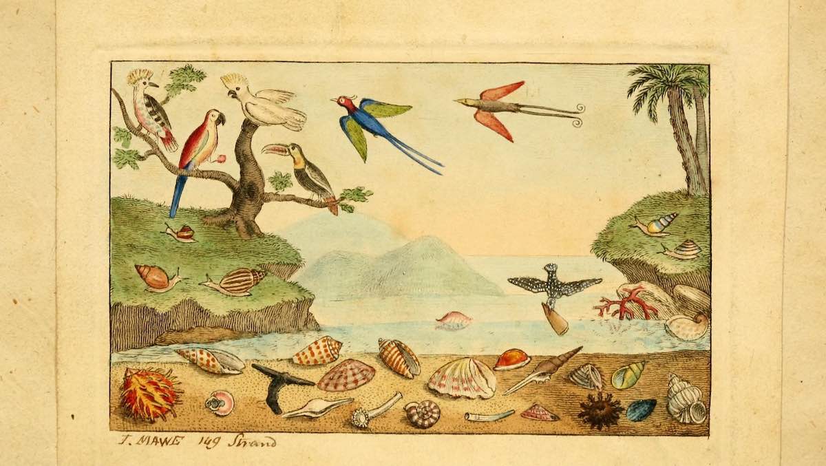 Shell Collecting —An Illustrated History Shell Collecting: An Illustrated History - S. Peter Dance
