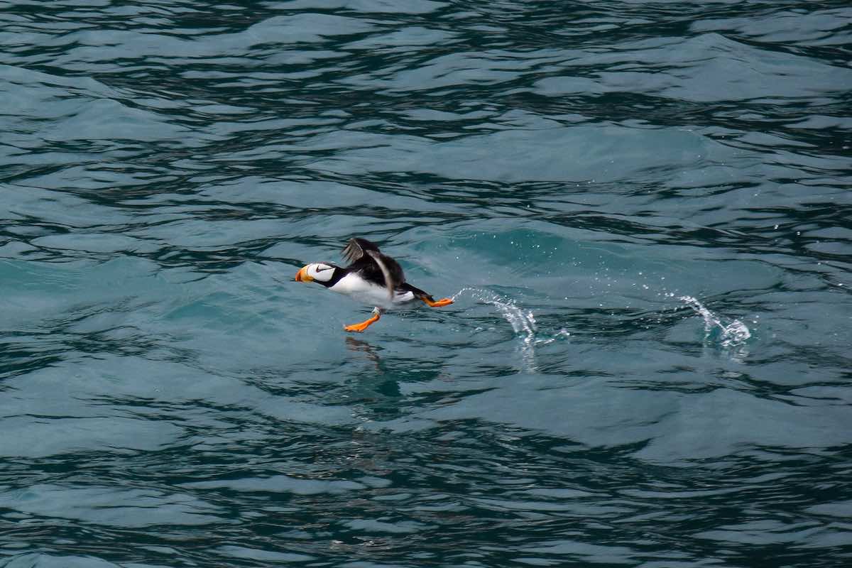puffin running on water
