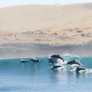 dolphin pod jumping by sand