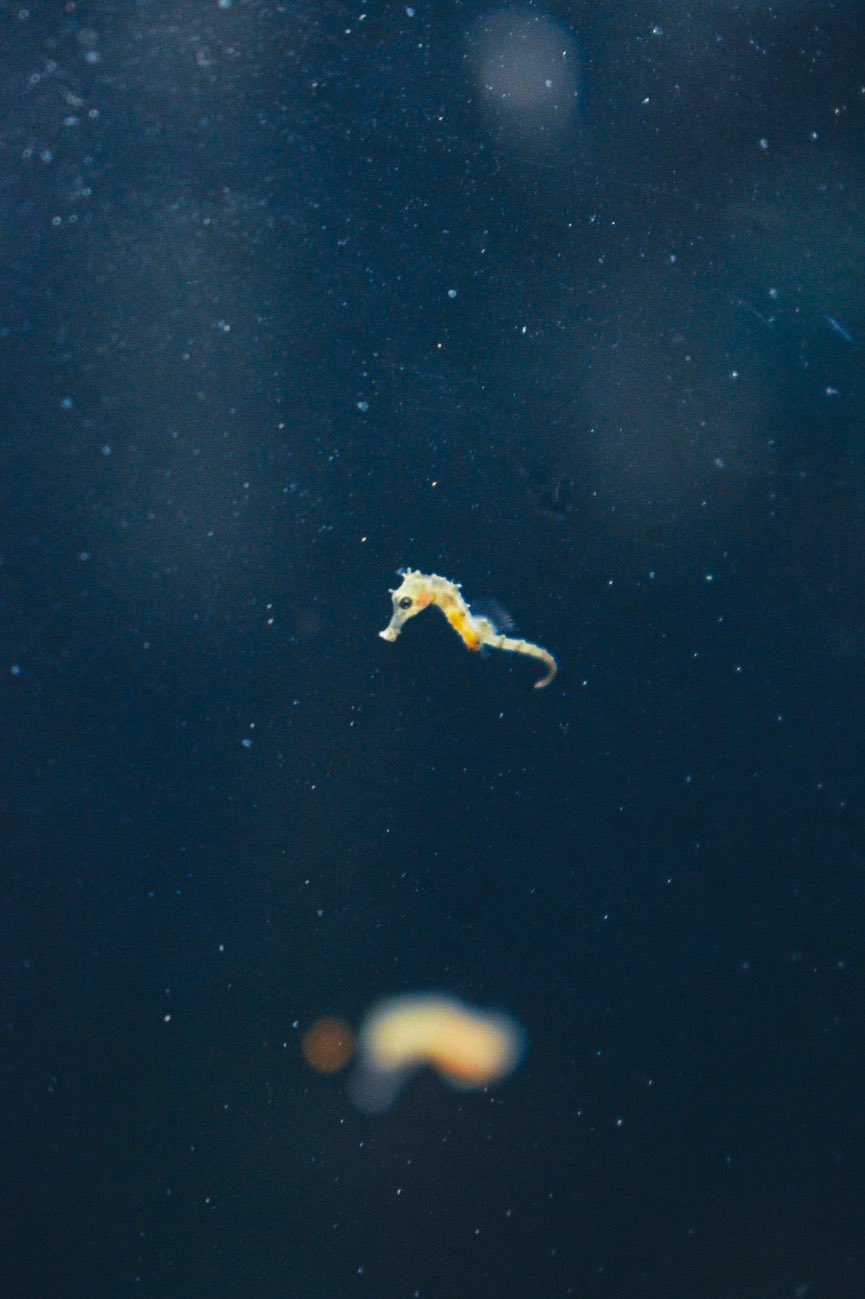 baby seahorse swimming