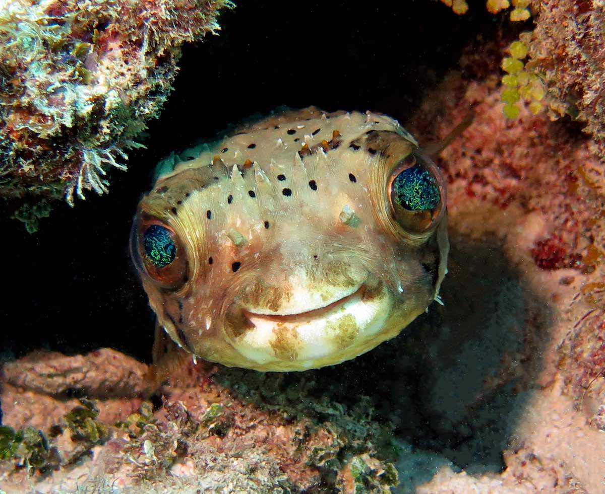 balloonfish poking out of hole in rock