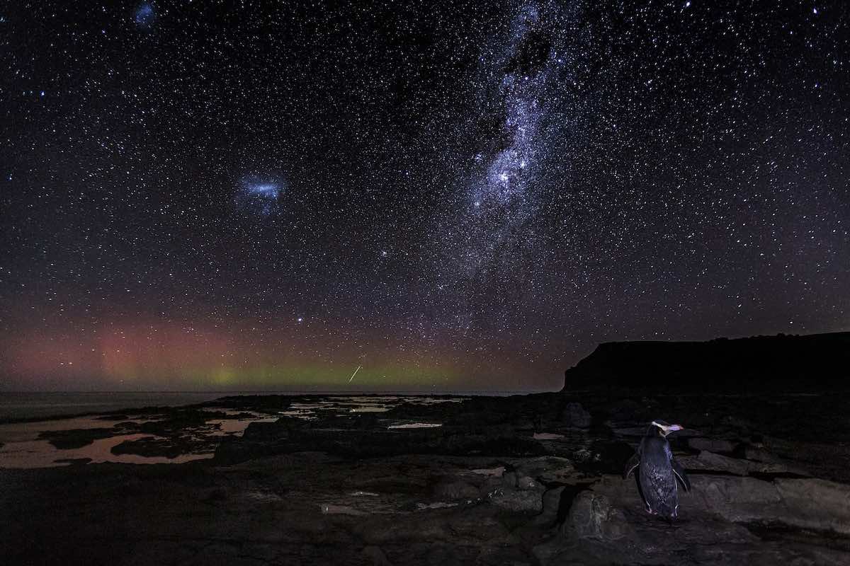 penguin stands on rock at night with stars
