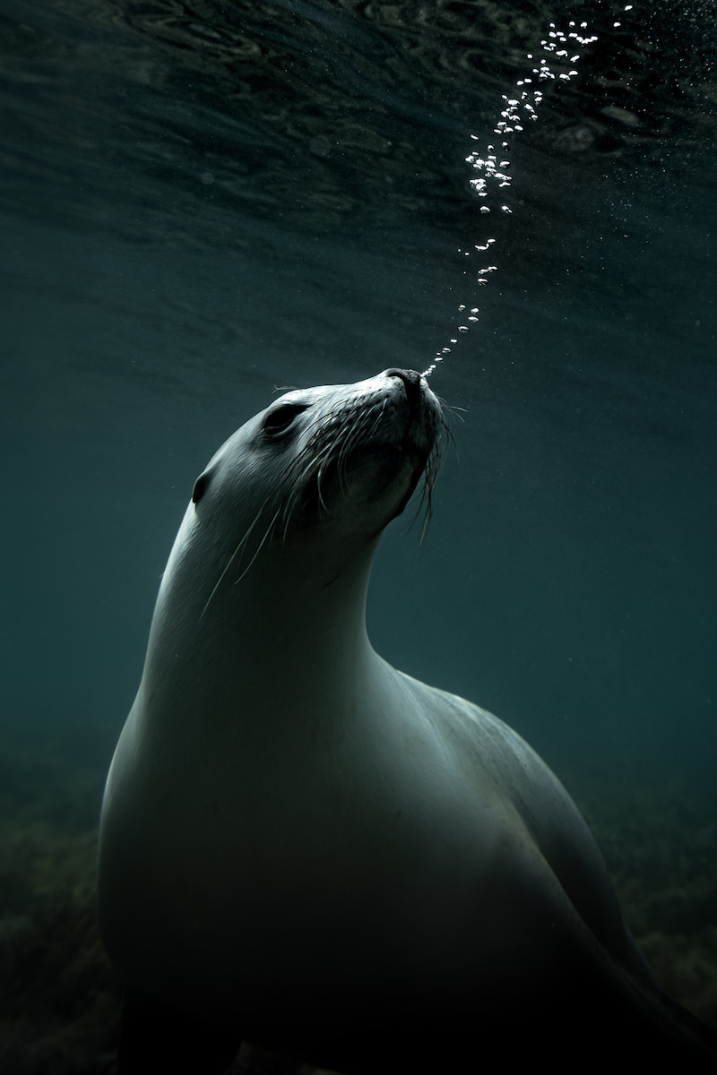 sea lion underwater with bubbles