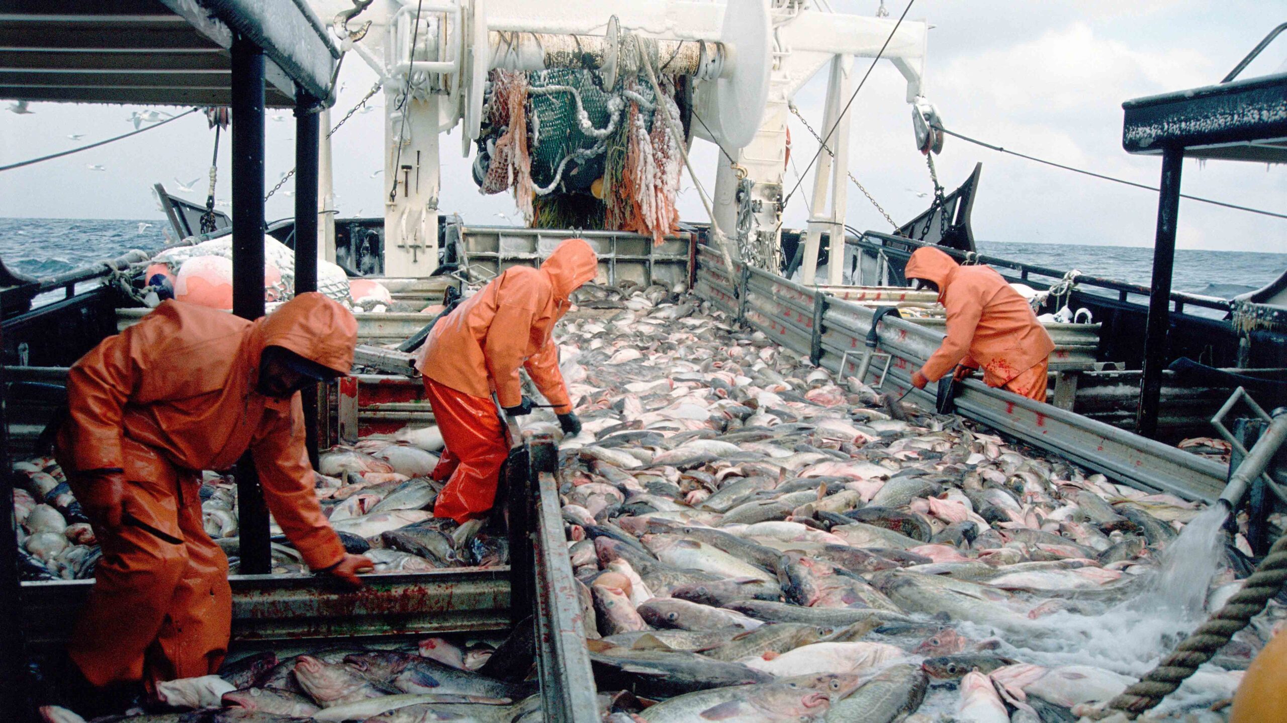 Deckload Of Pacific Cod Alaska CreditSteven Kazlowski E465FM 557X313 Scaled 