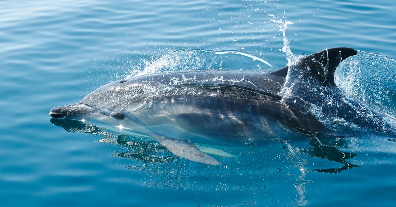 Joe Boyne Dolphin Pexels