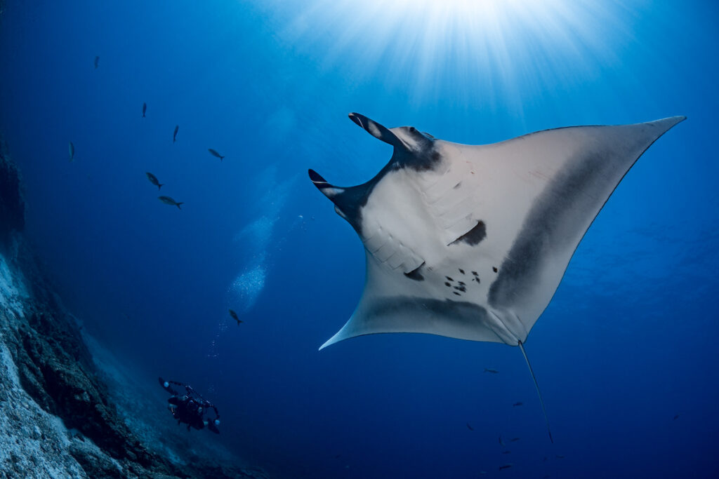 Manta Ray