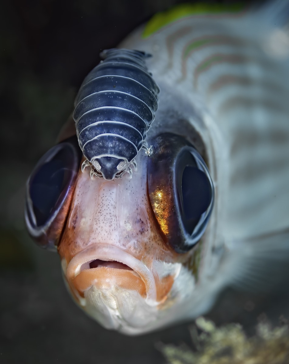 Soldier Fish with Isopod