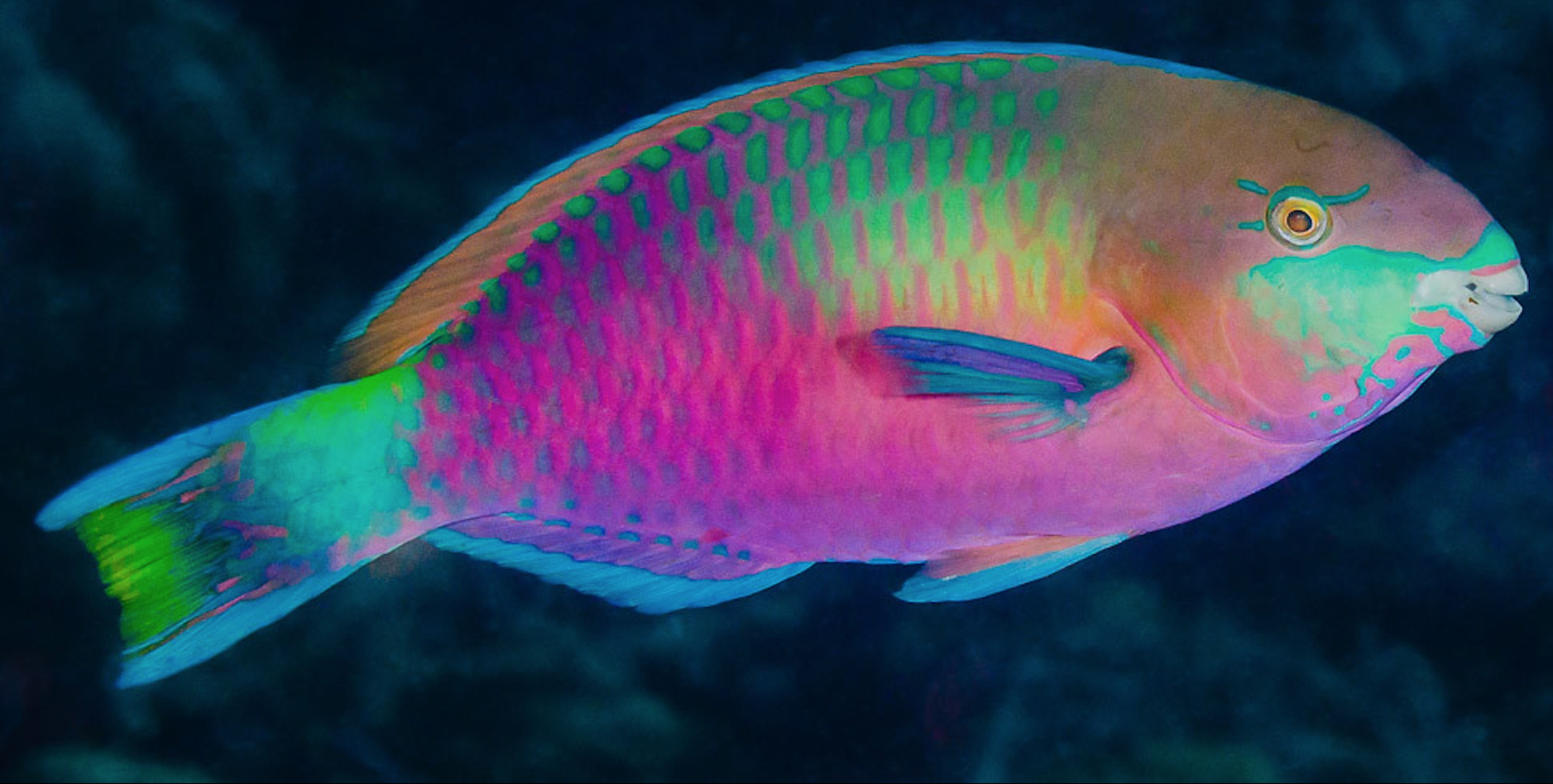 parrotfish