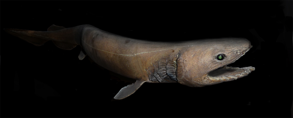 Deep Sea Frilled shark in the ocean