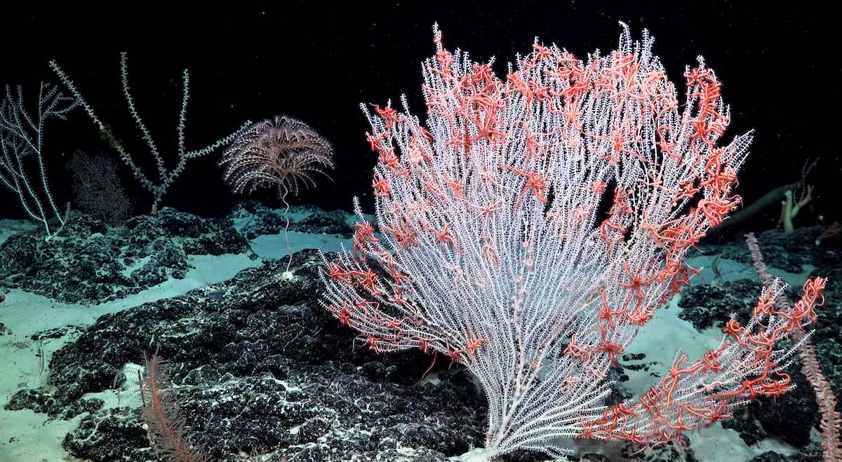 Brittle starts on deep sea coral