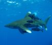 oceanic whitetip shark swimming with fish