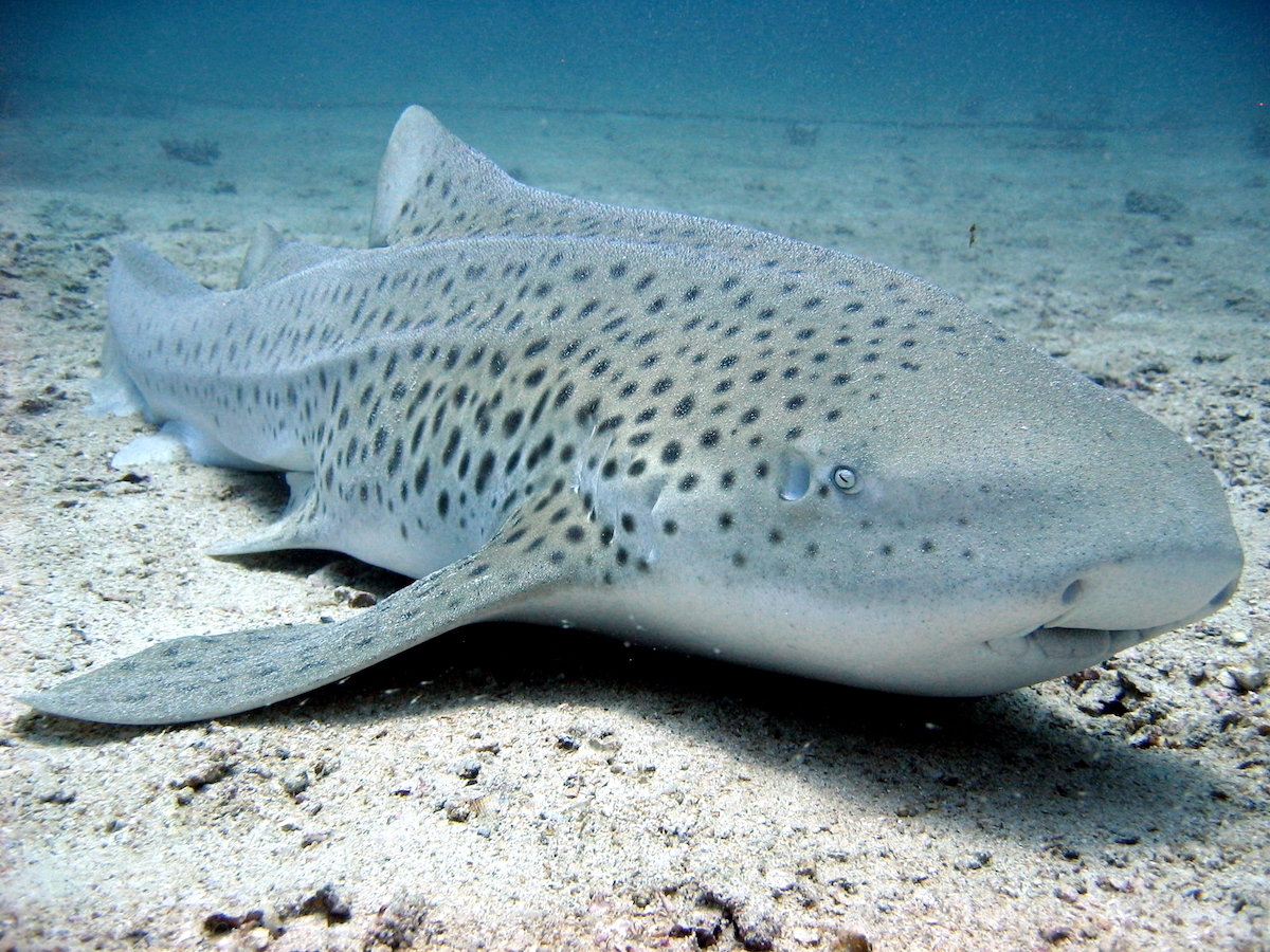 A Zebra Shark swims along the sea floor