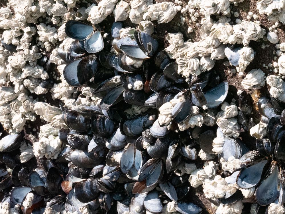 Mussels struggling in the heat