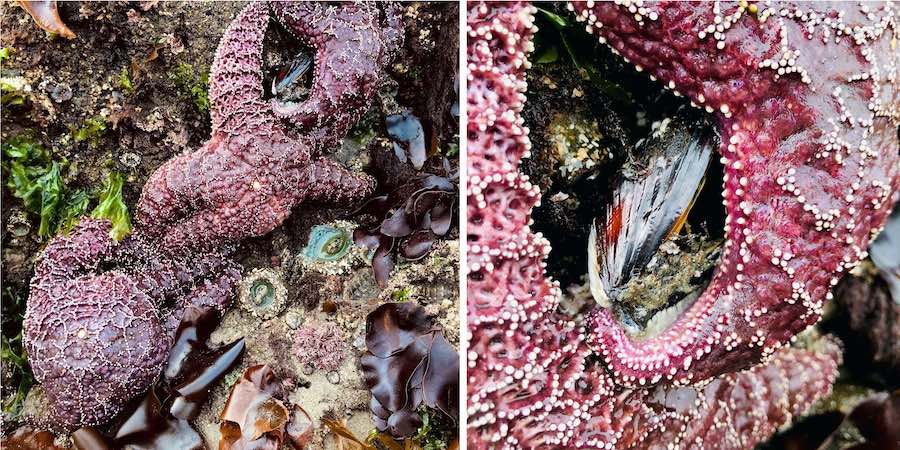 The Ochre sea star eating his lunch