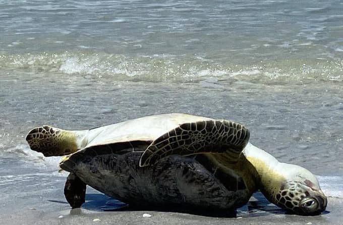 Dead turtle due to red tide