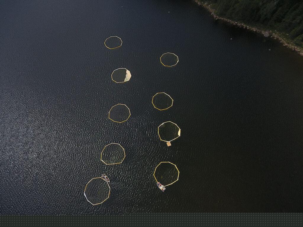 yellow circles part of a lake experiment