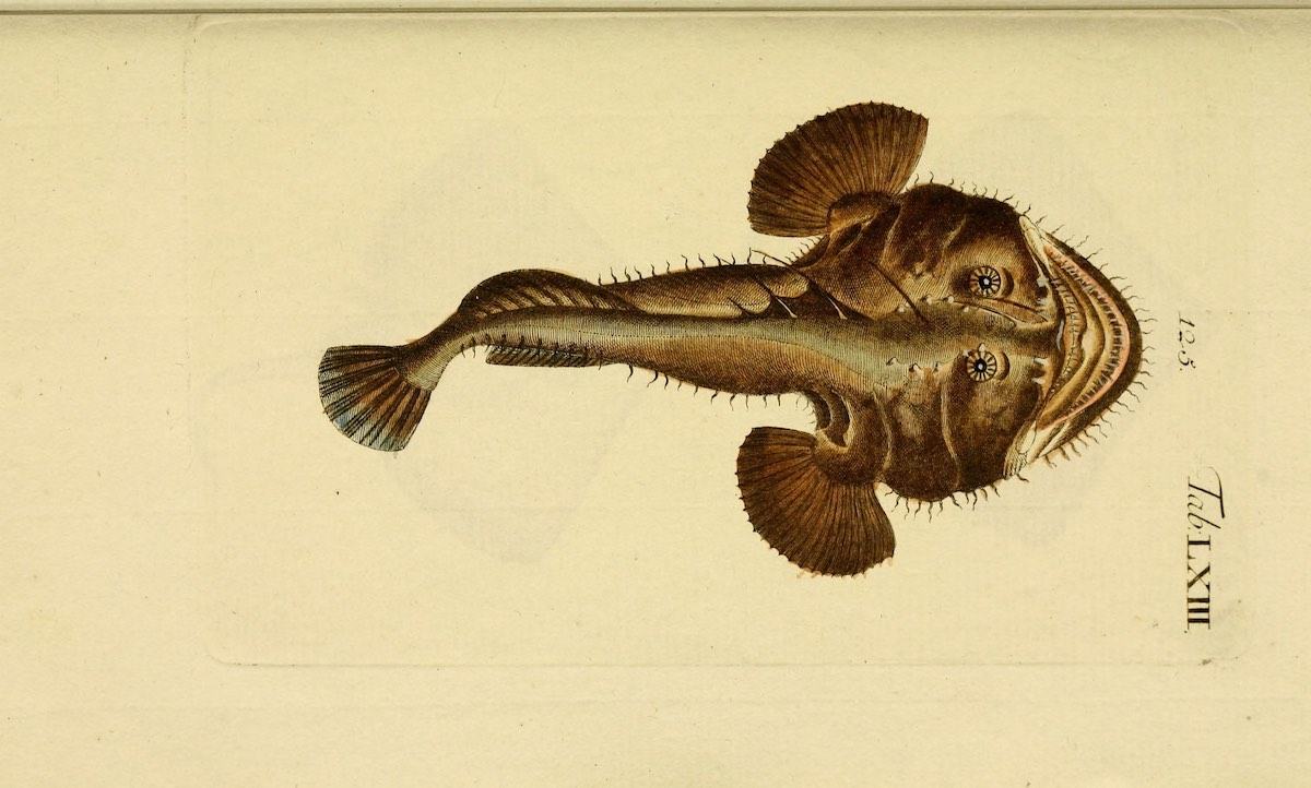 monkfish historical illustration