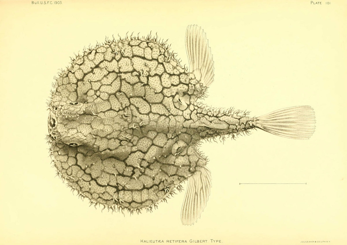 deep sea batfish