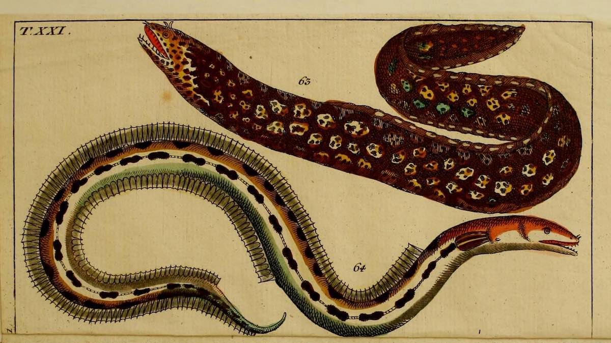 eels historical illustration