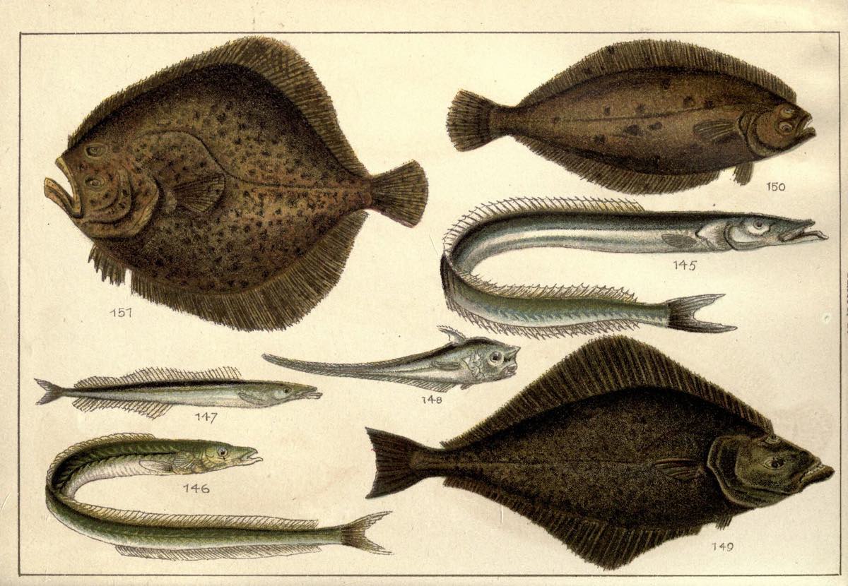 fish historical illustrations