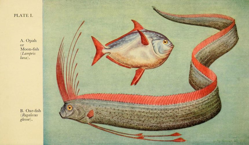 12 Weird and Wild Historical Illustrations of Fish - Ocean Conservancy