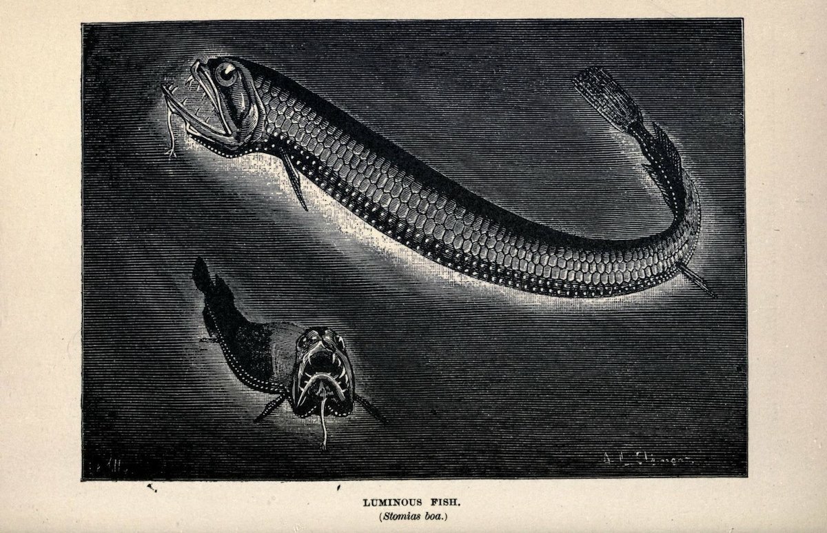 deep sea fish historical illustration