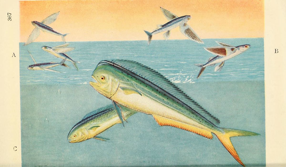 mahi flying fish historical illustration