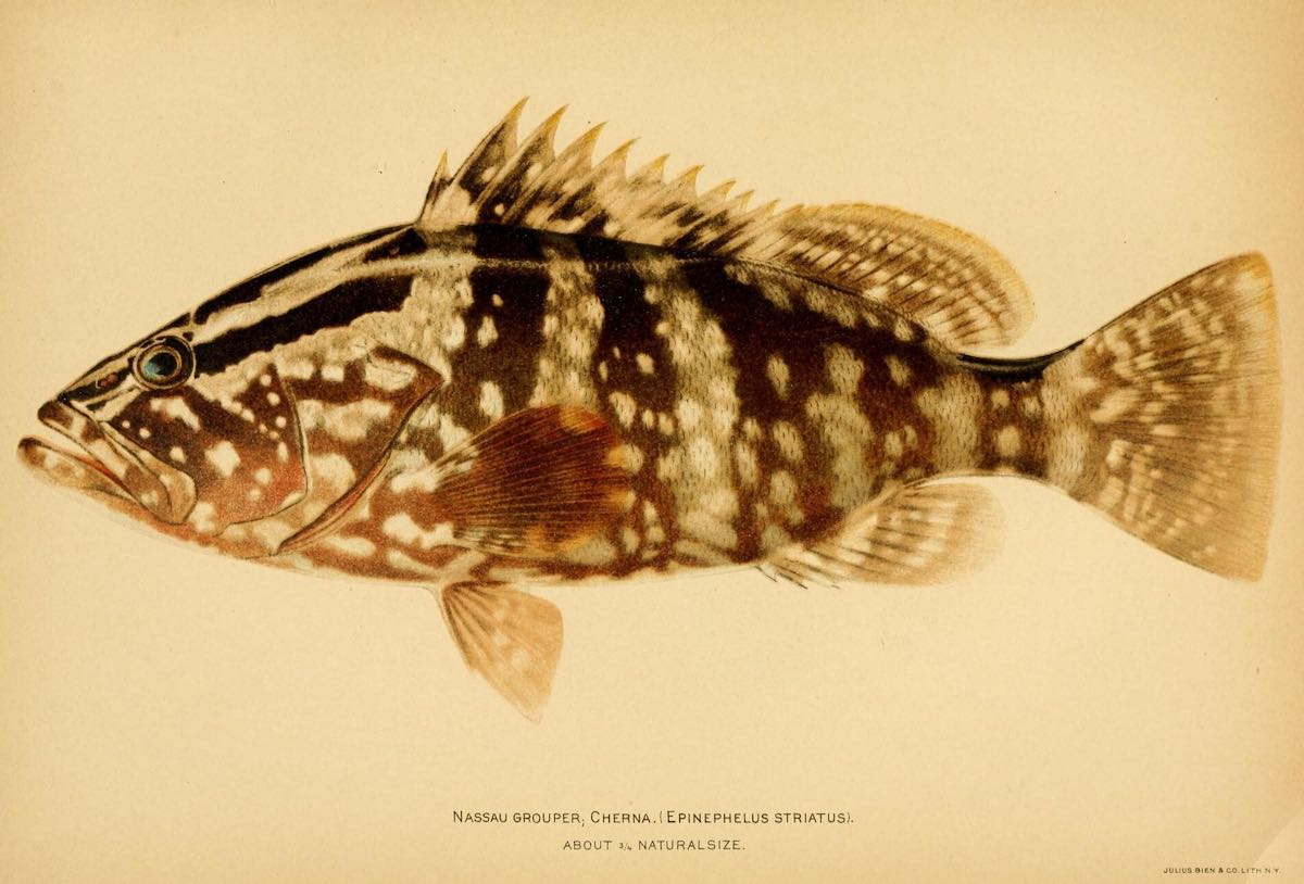 nassau grouper historical illustration