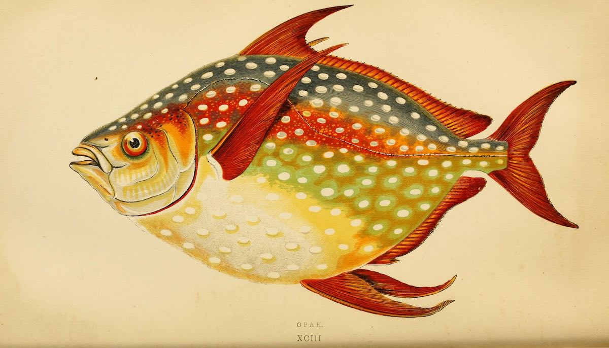 opah historical illustration