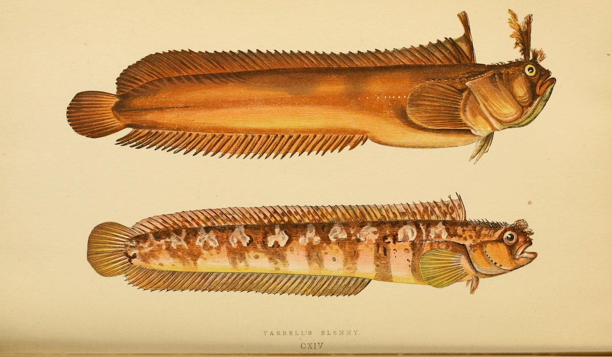 two blennies historical illustrations