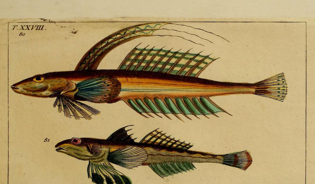 two fish historical illustration