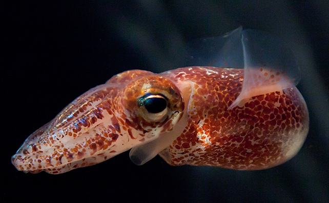 Hawaiian bobtail squid
