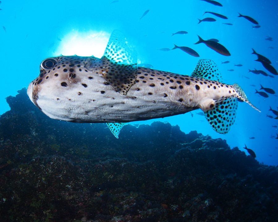 Puffer fish